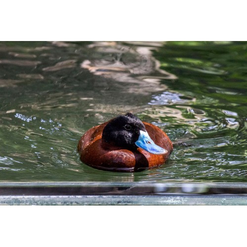 Argentine Ruddy Duck