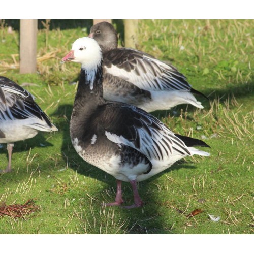 Blue Phase Ross Snow Geese