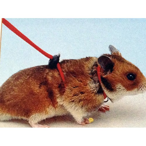 Anyone has experience with taking your gerbils outdoors? Has anyone