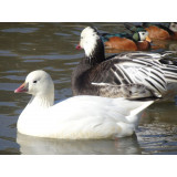 Ross Snow Geese