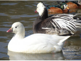 Ross Snow Geese