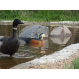 African Pygmy Geese