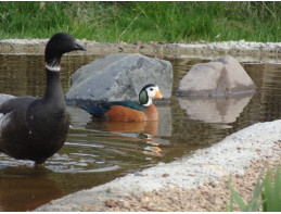 African Pygmy Geese