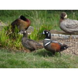 Harlequin Ducks