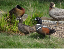 Harlequin Ducks