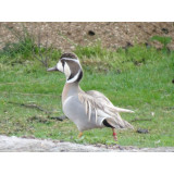 Blonde Baikal Teal