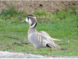 Blonde Baikal Teal