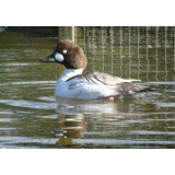 Blonde European Goldeneye