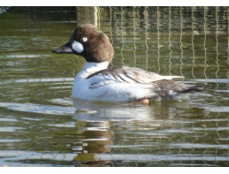 Blonde European Goldeneye