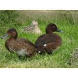 Australian White Eyed Pochard