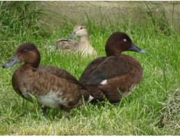 Australian White Eyed Pochard