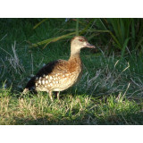 Spotted Whistling Ducks