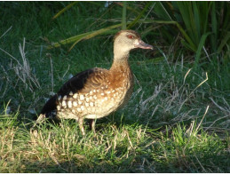 Spotted Whistling Ducks