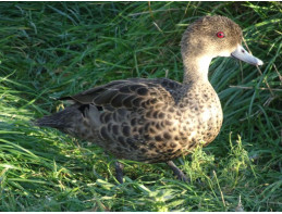 East Indian Grey Teal