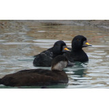 Common Scoter