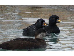 Common Scoter