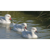 Silver Bahama Pintail