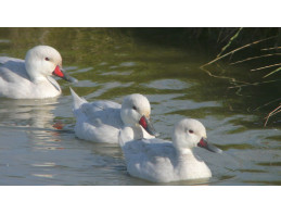 Silver Bahama Pintail