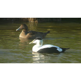 European Eider