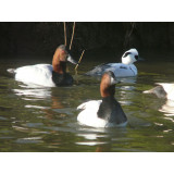 Canvasback Pochard