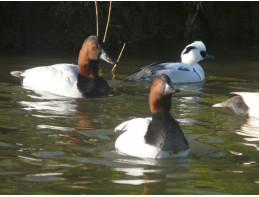 Canvasback Pochard