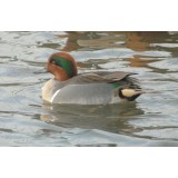 American Green Winged Teal