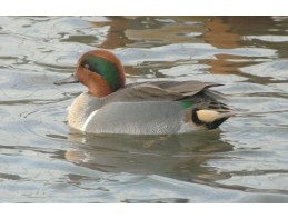 American Green Winged Teal
