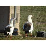 Andean Geese