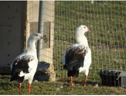 Andean Geese