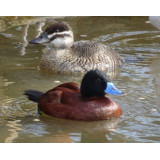 Argentine Ruddy Duck