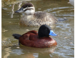 Argentine Ruddy Duck