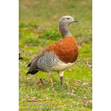 Ashyheaded Geese