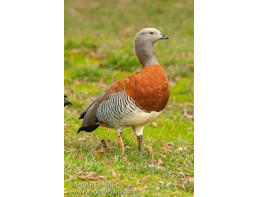 Ashyheaded Geese