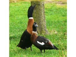 Australian Shelducks