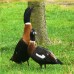 Australian Shelducks