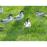 Avocets