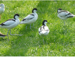 Avocets