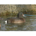 Baers Pochard