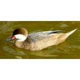 Blue Fawn Bahama Pintail