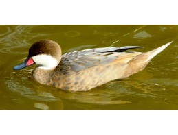 Blue Fawn Bahama Pintail