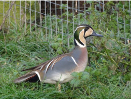 Baikal Teal