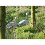 Barheaded Geese