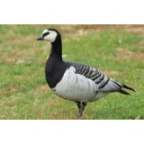 Barnacle Geese