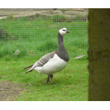 Silver Barnacle Geese