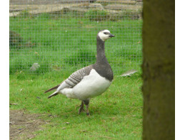 Silver Barnacle Geese