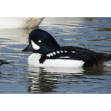 Barrow's Goldeneye