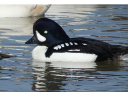 Barrow's Goldeneye