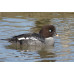 Barrow's Goldeneye