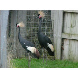 Black Crowned Cranes