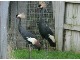 Black Crowned Cranes